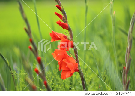 劍蘭 劍蘭 5164744