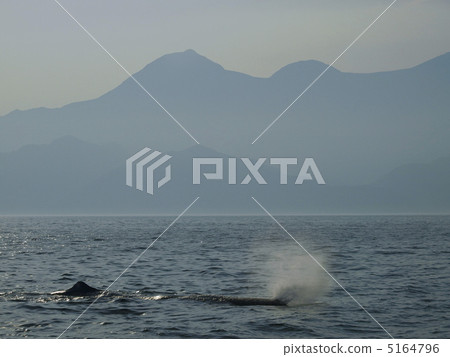 噴出抹香鯨 噴出抹香鯨 5164796