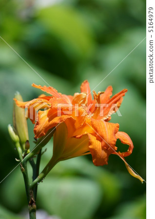 另一個名字是“健忘”。它不是“健忘的名草”。 5164979