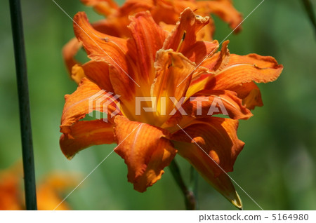 另一個名字是“健忘”。它不是“健忘的名草”。 5164980