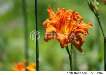 另一個名字是“健忘”。它不是“健忘的名草”。 5164982