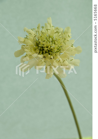 奶油scubaosa 5165668