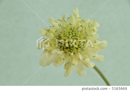 奶油scubaosa 5165669