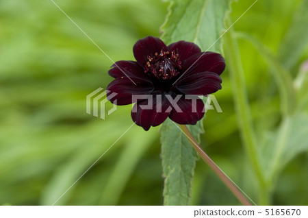 巧克力波斯菊 5165670