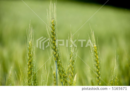 藍色小麥在雨中 藍色小麥在雨中 5165671