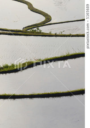 Scenery of rice field and ridge 5165689