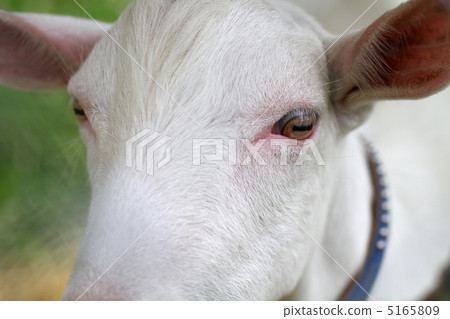 Goat goat queen! Goat goat queen! 5165809