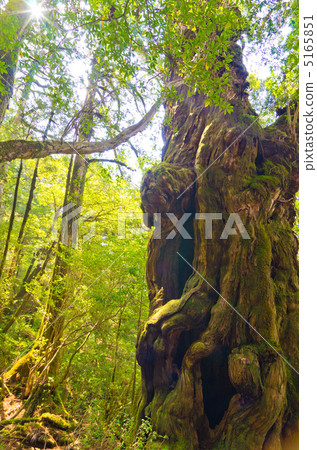 屋久島Yakusugi Land Buddha Cedar 5165851