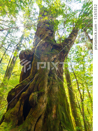 屋久島Yakusugi Land Buddha Cedar 5165852