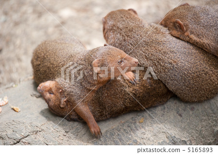 Kobito Mongoose Kobito Mongoose 5165893