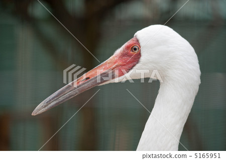 Sodogro起重機 Sodogro起重機 5165951