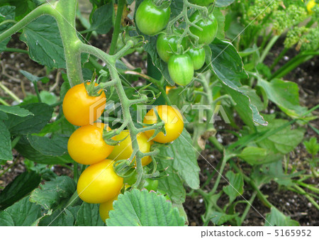 迷你番茄(粉紅色) 迷你番茄(粉紅色) 5165952