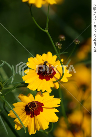 腹部長土和波浪（harshagik）它被花粉覆蓋。 5172496