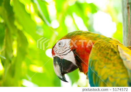 Colourful parrot bird sitting on the perch 5174572