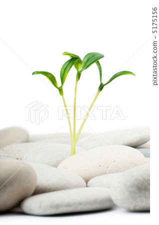 Pebbles and seedlings - alternative medicine concept 5175156