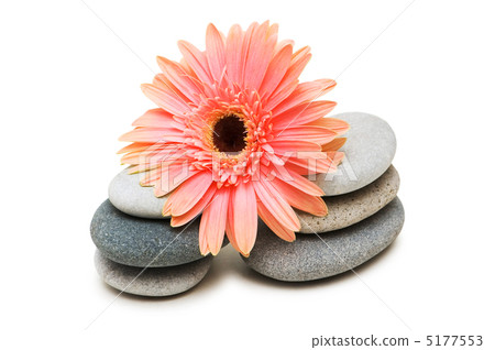 Pink gerber daisy and pebbles isolated on white 5177553