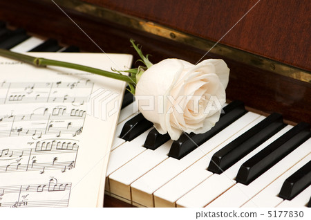 White rose over music sheets and piano keys White rose over music sheets and piano keys 5177830