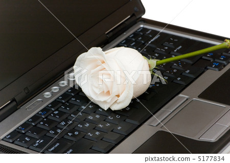 White rose on the black laptop keyboard White rose on the black laptop keyboard 5177834