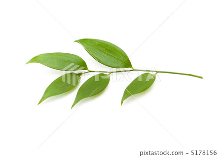 Branch with green leaves isolated on the white Branch with green leaves isolated on the white 5178156