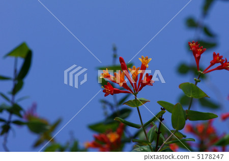 My name is Sukiyaki Ikki Nukindinowo. 5178247