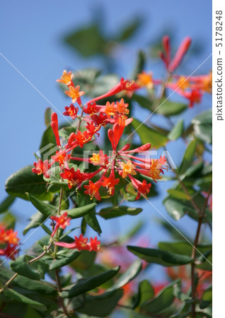 我的名字是Sukiyaki Ikki Nukindinowo。 5178248