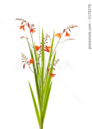 Himehigi ginsen 5178376