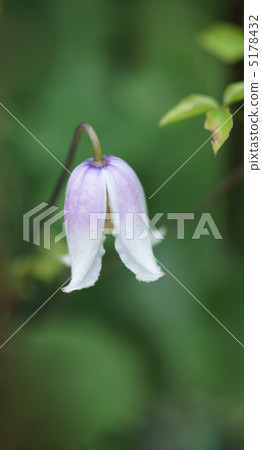 這也是鐵線蓮。這個名字叫凱。 5178432