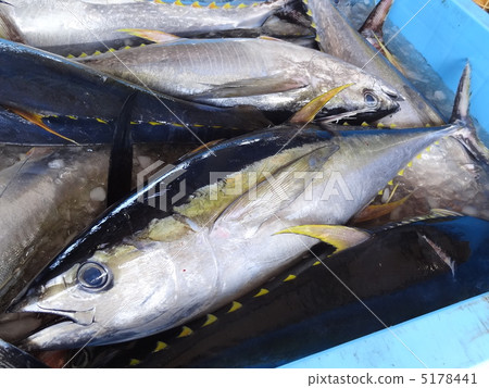 Deep-fried kihidamagro Deep-fried kihidamagro 5178441