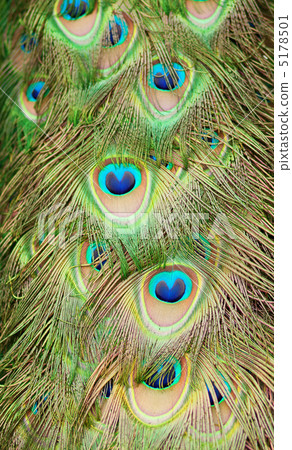 Closeup of beautiful peacock feathers 5178501