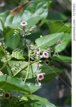 Summer fart and excreta (poisonous) It is a poor name. Summer fart and excreta (poisonous) It is a poor name. 5178563