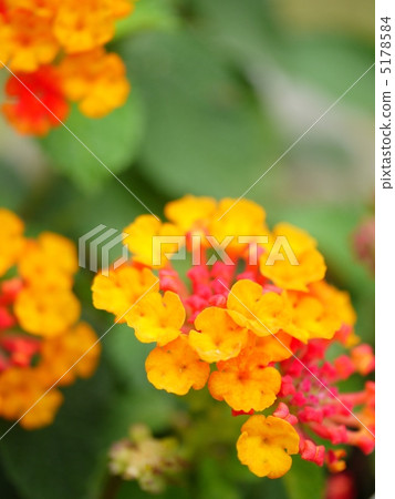 維生素彩色馬纓丹(垂直圖像) 維生素彩色馬纓丹(垂直圖像) 5178584