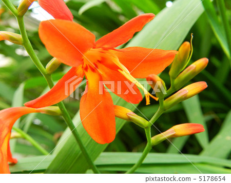 Himehiga gutsui senpa princess cypress daffodil Himehiga gutsui senpa princess cypress daffodil 5178654