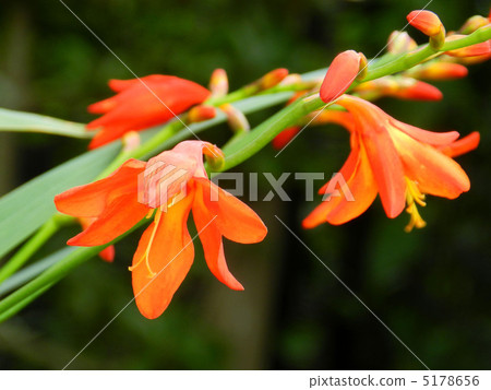 Himehiga gutsui senpa princess cypress daffodil Himehiga gutsui senpa princess cypress daffodil 5178656