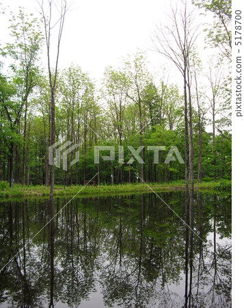 Woods	 5178700