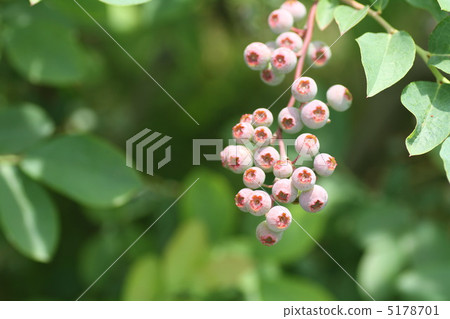藍莓 5178701