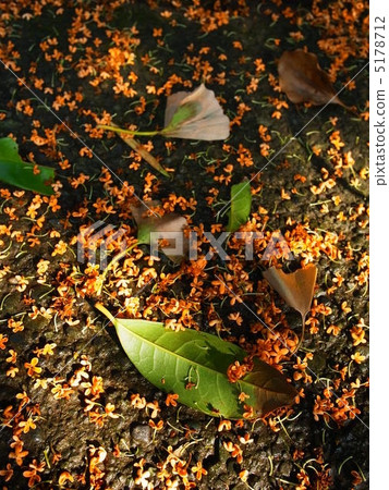 Fall entrance 5178712