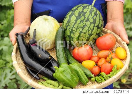 夏季蔬菜豐收 5178744