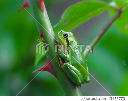 一隻青蛙 5178773
