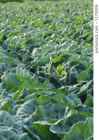 Cabbage field 5178806