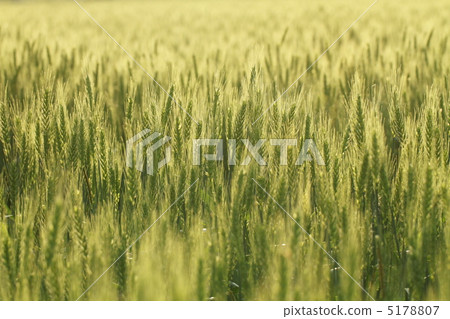 Wheat field 5178807