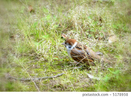 Sparrow 5178938