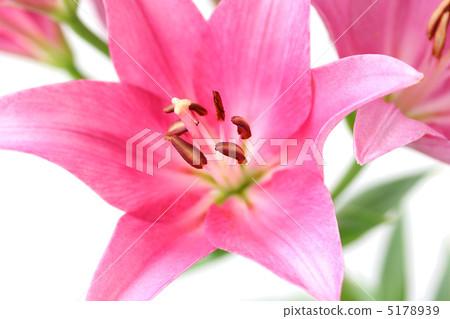 Pink lily flowers 5178939