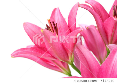 Pink lily flowers 5178940