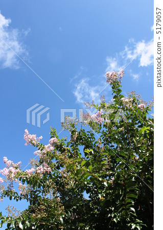 Crape myrtle Crape myrtle 5179057