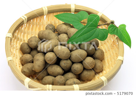 繁殖 繁殖 5179070