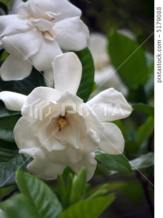Gardenia flower　 5179088
