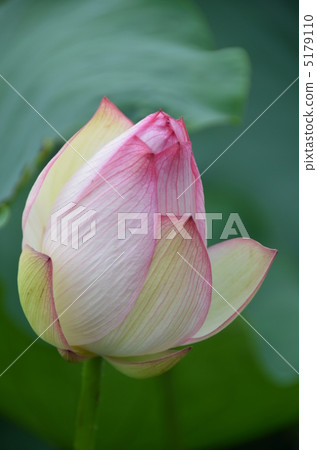蓮花 蓮花 5179110