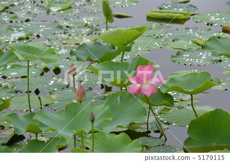 蓮花 蓮花 5179115