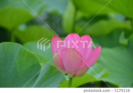 蓮花 5179116