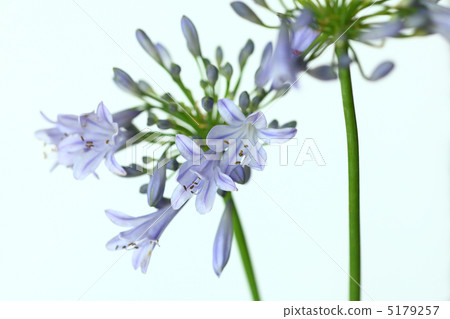 百子蓮 百子蓮 5179257